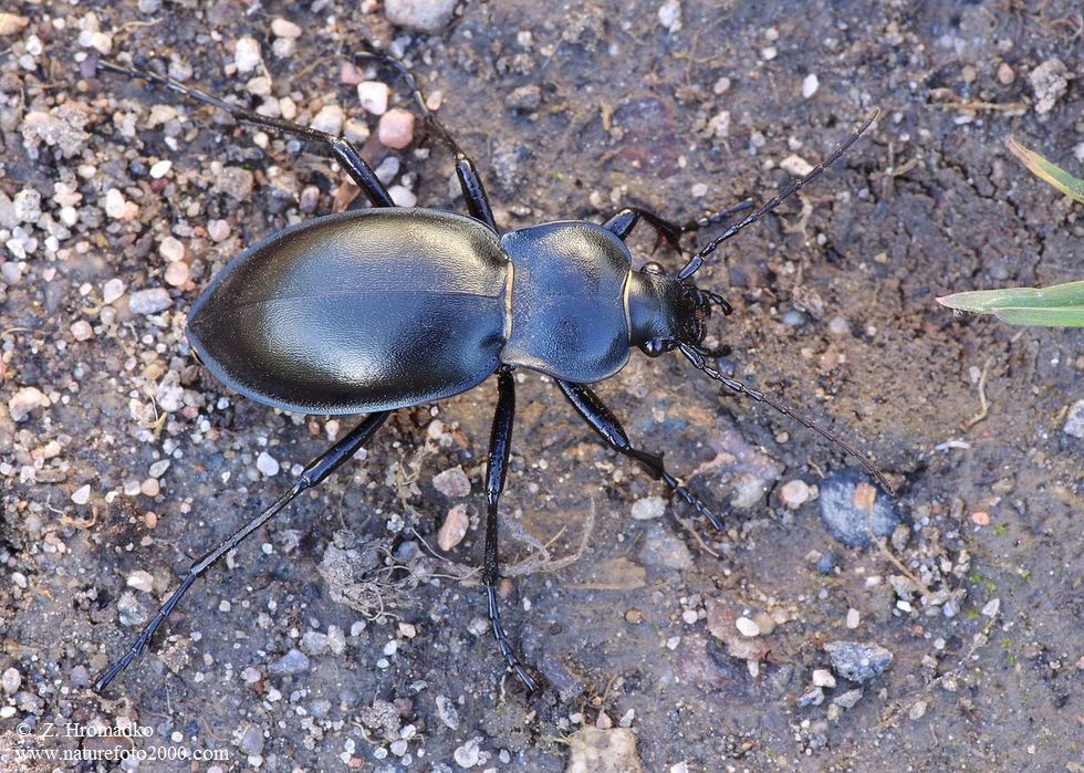 střevlík hladký, Carabus glabratus, Carabidae,Carabinae (Brouci, Coleoptera)